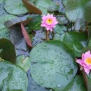 번지없는주막 이미지