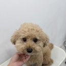 순댕이샵 이미지