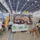 펫아크 | 꼬리치는음식은없습니다!왕귀여운누렁이댕댕이들 아크보호소