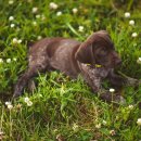 시흥24시센트럴동물의료센터 이미지