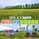 호수공원_희망의동산 | 5.5 실시간~ 구리유채꽃축제 유채꽃밭 개화현황 유채꽃명소 구리한강시민공원 기본정보 초대가수 주차 팁