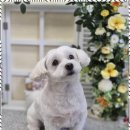 더 펫 애견샵 이미지