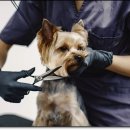 아름다운애견세상 이미지