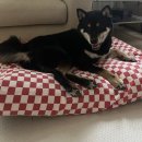 포독스1 이미지