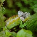 카멜레온 이미지