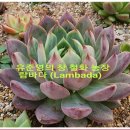 철화농장 이미지