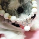 명품애견 이미지