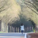 진안 메타세쿼이아길 이미지