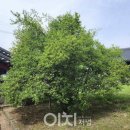 석성동헌 탱자나무 이미지