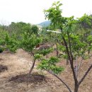 칠수농장 이미지