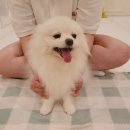 마주봄펫 이미지