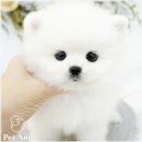 펫아미 강아지분양 고양이분양 동탄점 | 배변 훈련 실수 대처 방법 동탄강아지분양 펫아미에서 알아본 포인트