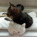 마리의냉장고 이미지