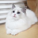 블루랙돌 이미지