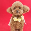 오룡애견미용 이미지