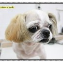 강아지를 미용하는 여자 이미지