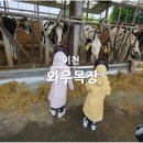 와우목장 | 이천 와우목장 낙농체험 서울근교 아이랑 가볼만한곳