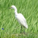 시흥 관곡지 연꽃테마파크 중백로(Intermediate egret) 이미지