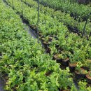 자비농장 이미지