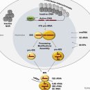 핵소체 nucleolus의 유전체 안정성 --＞ 암발생의 중요축 2018 nature!! 이미지
