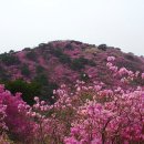 내일(화) 강화도 고려산 산행(진달래 축제) 가실 분 계실까요? 이미지