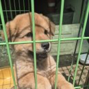 그린올리브 이미지