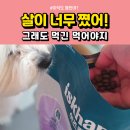 솔루션독 | 반려견 체중 관리, 이즈칸 신제품 강아지 사료 독 웨이트컨트롤 솔루션 급여 후기