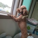 젤리즈펫