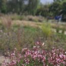 운선농장 | 댓글에서 시작된 인연, 자연농 고구마 선물