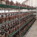 봄맞이 표고농장 이미지