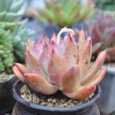 송정하우스 이미지