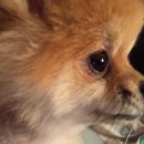 담담동물약국 | 강아지 곰팡이 피부병 퇴치 후기 (반년의 여정) - 터비덤