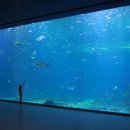 아쿠아플라넷 제주 이미지