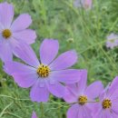 황금노을민박 이미지