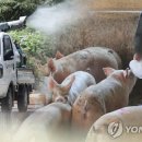 파주양돈단지(1) 이미지