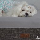 대주그린세탁 이미지