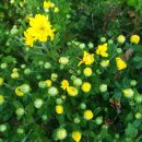 현덕 축구장 이미지