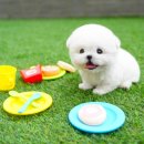 대구강아지분양 테디럽 이미지