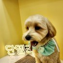 단델리온 견살롱 이미지