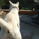 진도개패밀리 이미지