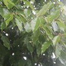 제주 도순리 녹나무 자생지 이미지