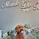 몽드드뚜뚜 이미지