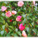 압해중학교 이미지