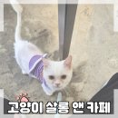 고양이살롱앤카페 이미지