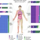 Re: 인체 면역세포 수 최신논문 탐구!! 위장관에 총 면역세포의 3%가 존재!! 이미지