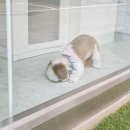 원 반려동물 미용실 | 부평구애견미용 전문 &#39;원반려동물미용실&#39; | 10년 경력 미용사가 만드는 맞춤형 스타일링