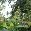 꽃며느리 이미지