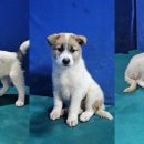 동네강아지 이미지