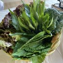 사미가가든 이미지