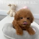 대구강아지분양 대구고양이분양 도그하우스대구점 이미지